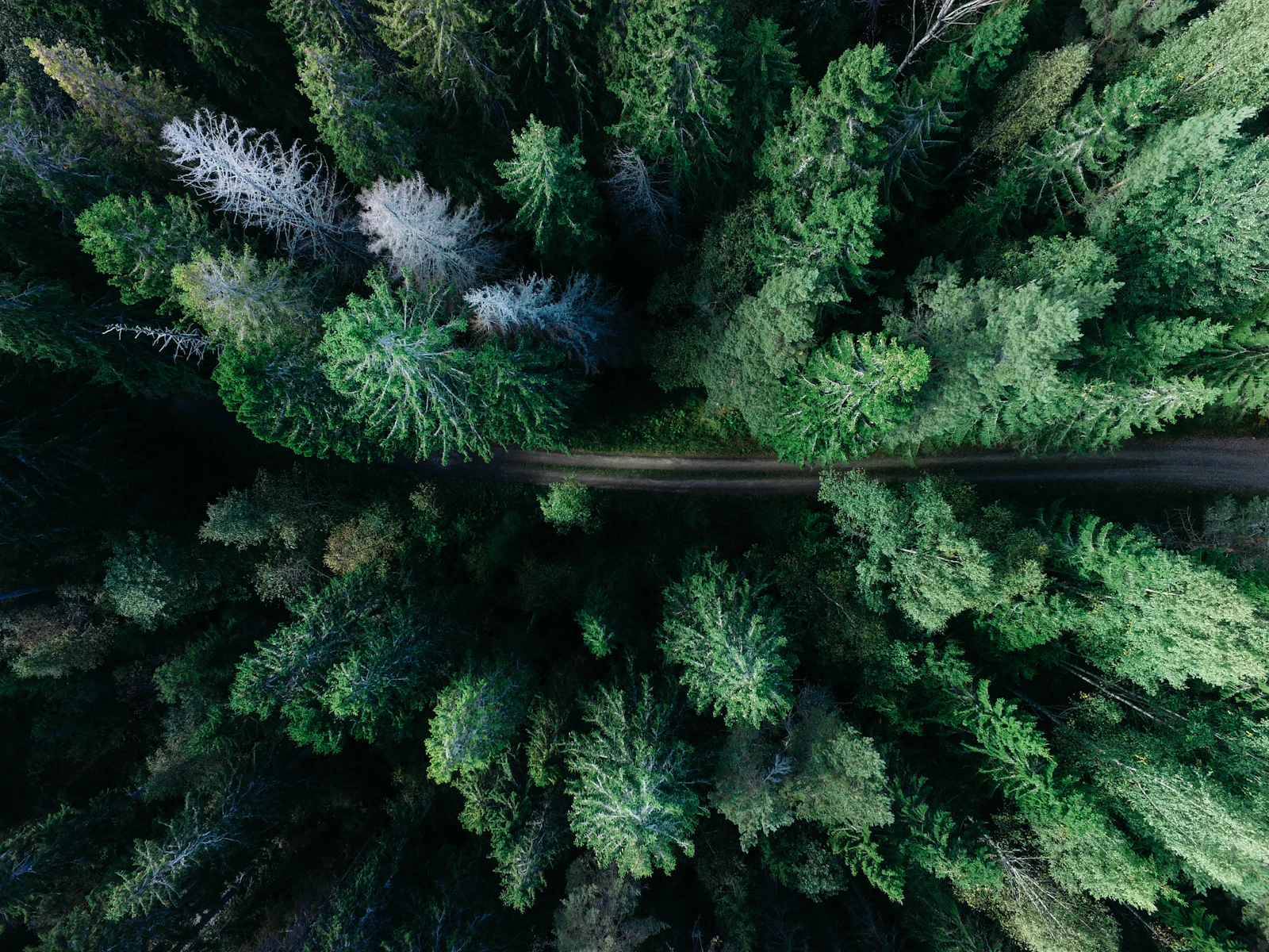 The woods above the village, from the air.